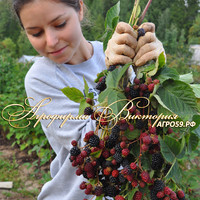 Ежевика БЛЭК САТИН ("Black Satin", США) (КРУПНОМЕР! ОГРОМНЫЙ КУСТ, УРОЖАЙ В ГОД ПОСАДКИ) Ежевика БЛЭК САТИН ("Black Satin", США) (КРУПНОМЕР! ОГРОМНЫЙ КУСТ, УРОЖАЙ В ГОД ПОСАДКИ)